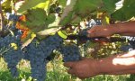 Vendemmia 2011 
Vendemmia 2011