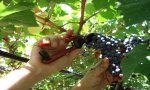 Resoconto vendemmia 2012 
Resoconto vendemmia 2012